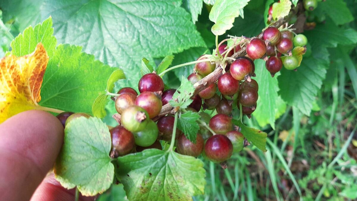 Tiny little bombs of health and flavour