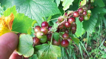 Tiny little bombs of health and flavour 