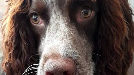 Ballina dog putting best paw forward in hopes of winning Ireland's Nose of Tralee competition