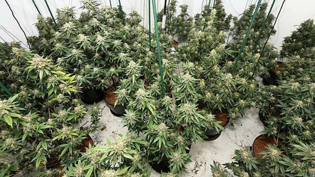 Sixteen arrested after nine cannabis factories uncovered across the North