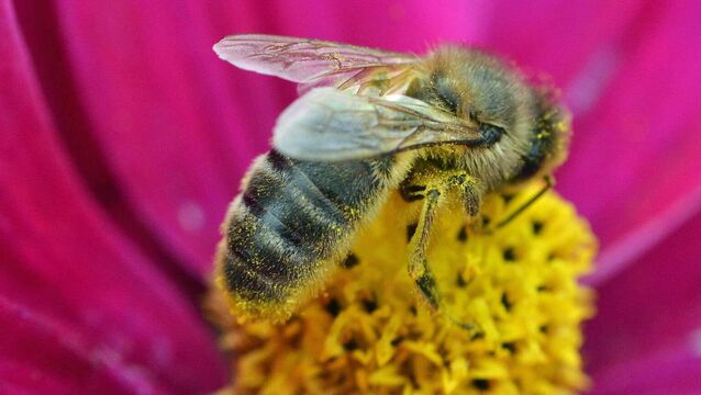 Saving our native Irish honeybee