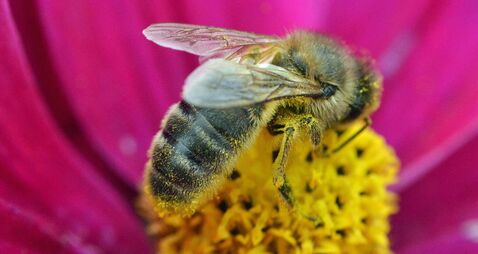 Saving our native Irish honeybee