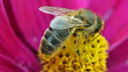 Saving our native Irish honeybee