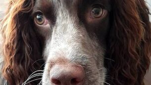 <p>Molly.</p> <p>Molly.</p>