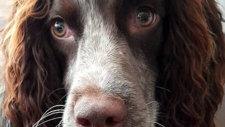 Excitement as Mayo dog makes progress in Nose of Tralee competition