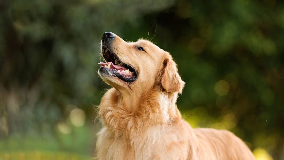 Mayo weather warning: Pet and livestock owners urged to take necessary steps to protect animals