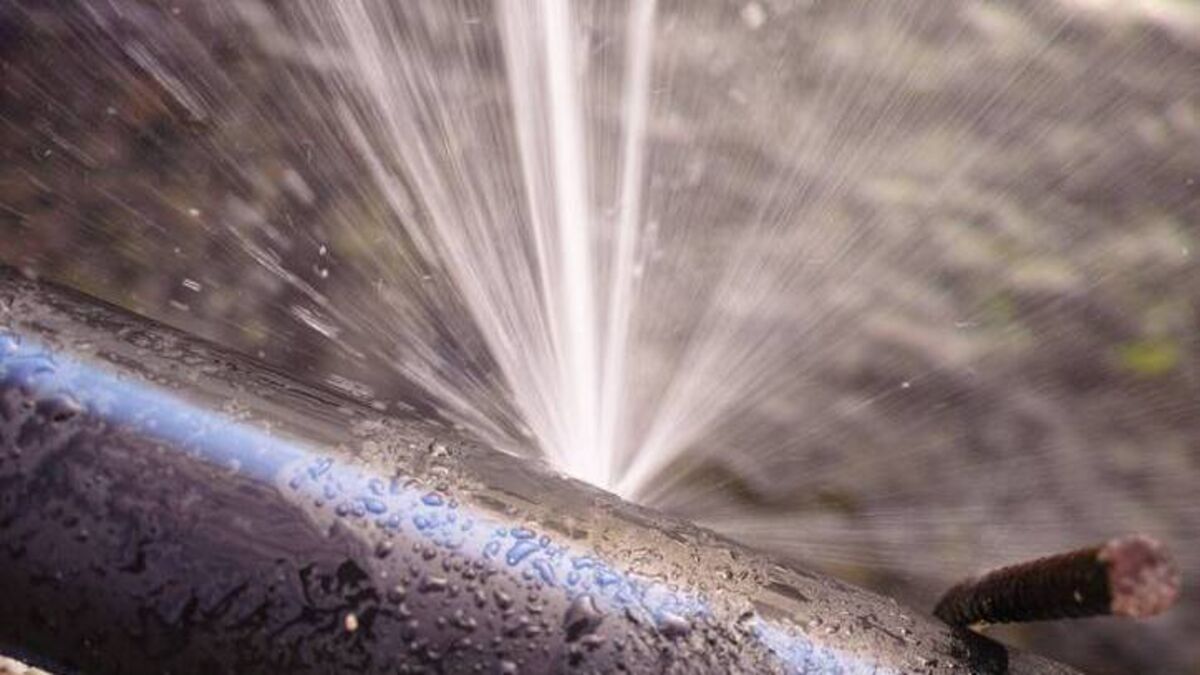 Springer Spaniel saves the day by detecting water leak