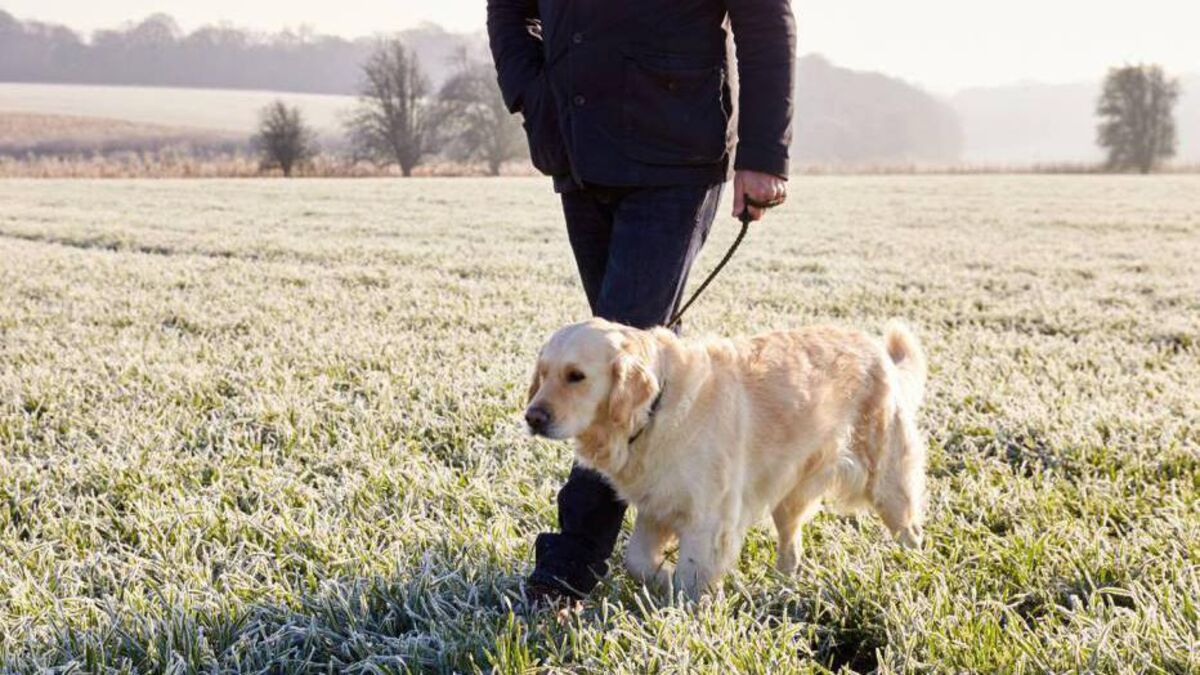 Site is sought for dog park in Mayo town