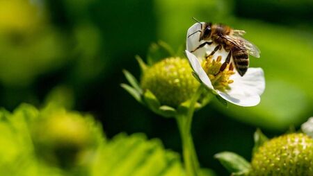 New biodiversity group for Mayo village