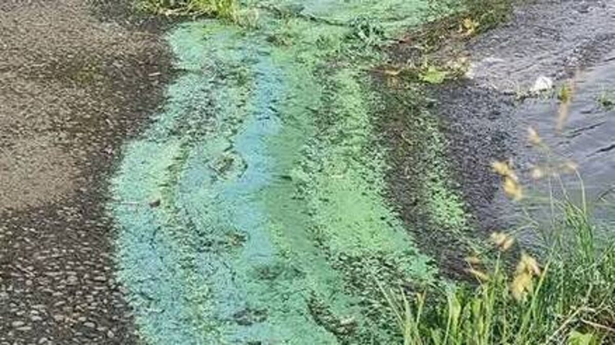 Warning over algal bloom on Mayo lake