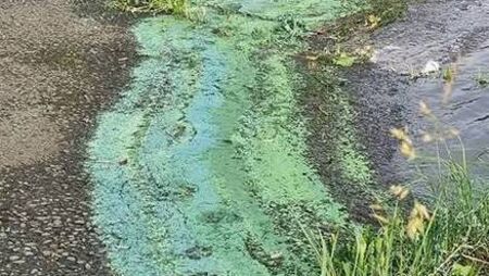 Warning over algal bloom on Mayo lake