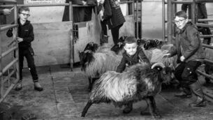 <p>Photographer Rynes Walker picked up the ‘Country Life’ award for her entry ‘The One that didn’t get away’ which features young boy, Kyle Kerrigan, catching a ewe whilst herding ewes to the sales ring at Maam Cross Mart for the Connemara/Mayo Blackface Breeders Group Premier Breeding Sale.</p> <p>Photographer Rynes Walker picked up the ‘Country Life’ award for her entry ‘The One that didn’t get away’ which features young boy, Kyle Kerrigan, catching a ewe whilst herding ewes to the sales ring at Maam Cross Mart for the Connemara/Mayo Blackface Breeders Group Premier Breeding Sale.</p>