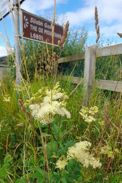 Meadowsweet holds a sacred place in Celtic lore and mythology where it was celebrated as a powerful healing, divining, and creative herb. 	Picture: Pat McCarrick