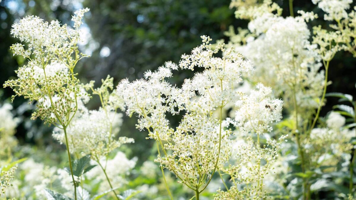 Meadowsweet, that special scent of summer