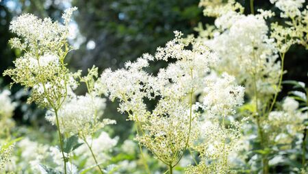 Meadowsweet, that special scent of summer 