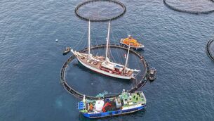 <p>The 24-metre sailing vessel which was trapped at a fish farm off Clare Island with the Achill RNLI lifeboat at the top of the picture.</p>