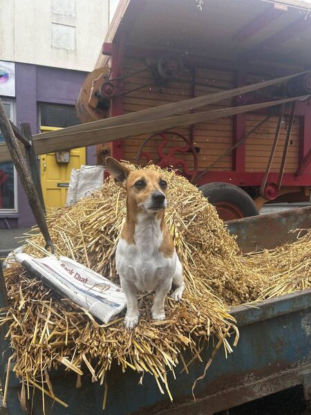 Rooster the Jack Russell. Rooster the Jack Russell.