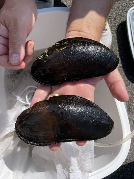 Two adult Freshwater Pearl Mussels from the Owenmore River in Co Kerry being re-homed in the Marine Institute’s hatchery facility in Furnace, Newport. Two adult Freshwater Pearl Mussels from the Owenmore River in Co Kerry being re-homed in the Marine Institute’s hatchery facility in Furnace, Newport.