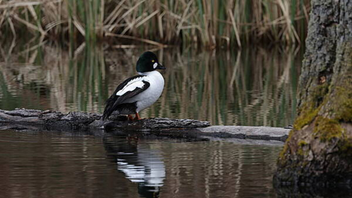 Hunting group loses High Court challenge over ban on shooting four duck species