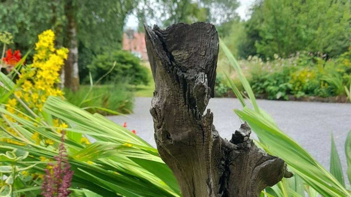 Bog oak – timber from our ancient past