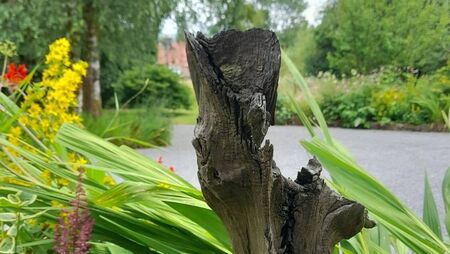 Bog oak – timber from our ancient past