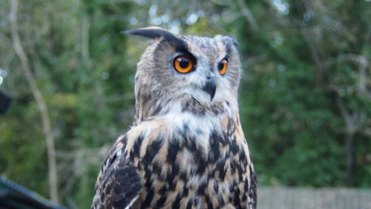'Part of the family' - passing of beloved bird mourned at luxury Mayo estate