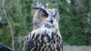 <p>Dingle lived to the great age of 27 and was at the Ireland School of Falconry on the grounds of Ashford Estate since the very beginning </p>