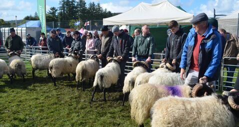 South Sligo community holds annual festival this week