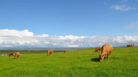 Will factories miss opportunity of ban on Brazilian beef?
