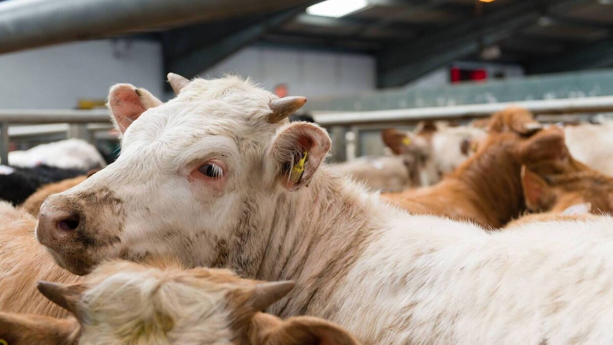 Price and trade steady on a busy day at Castlerea Mart