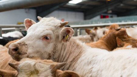 Price and trade steady on a busy day at Castlerea Mart