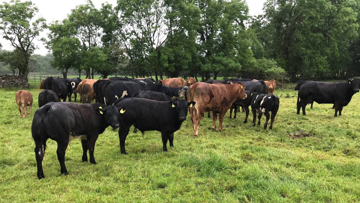 Suckler Farmers: are you maximising your SCEP payments?