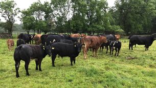<p>For farmers to maximise their payments under the SCEP, it is essential to complete and meet all actions and requirements.</p> <p>For farmers to maximise their payments under the SCEP, it is essential to complete and meet all actions and requirements.</p>