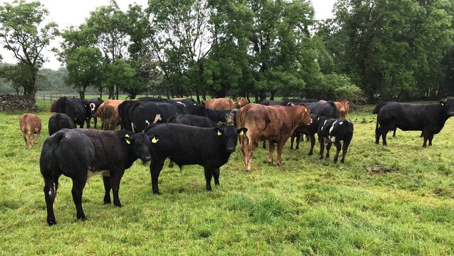 Suckler Farmers: are you maximising your SCEP payments?