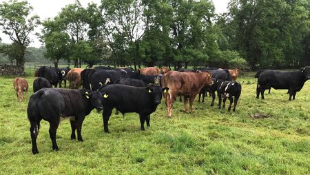 Suckler Farmers: are you maximising your SCEP payments?