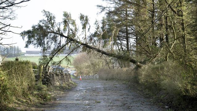 Landowners 'need grant aid' to cut roadside trees