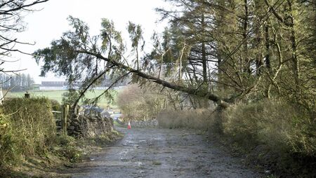 Landowners 'need grant aid' to cut roadside trees