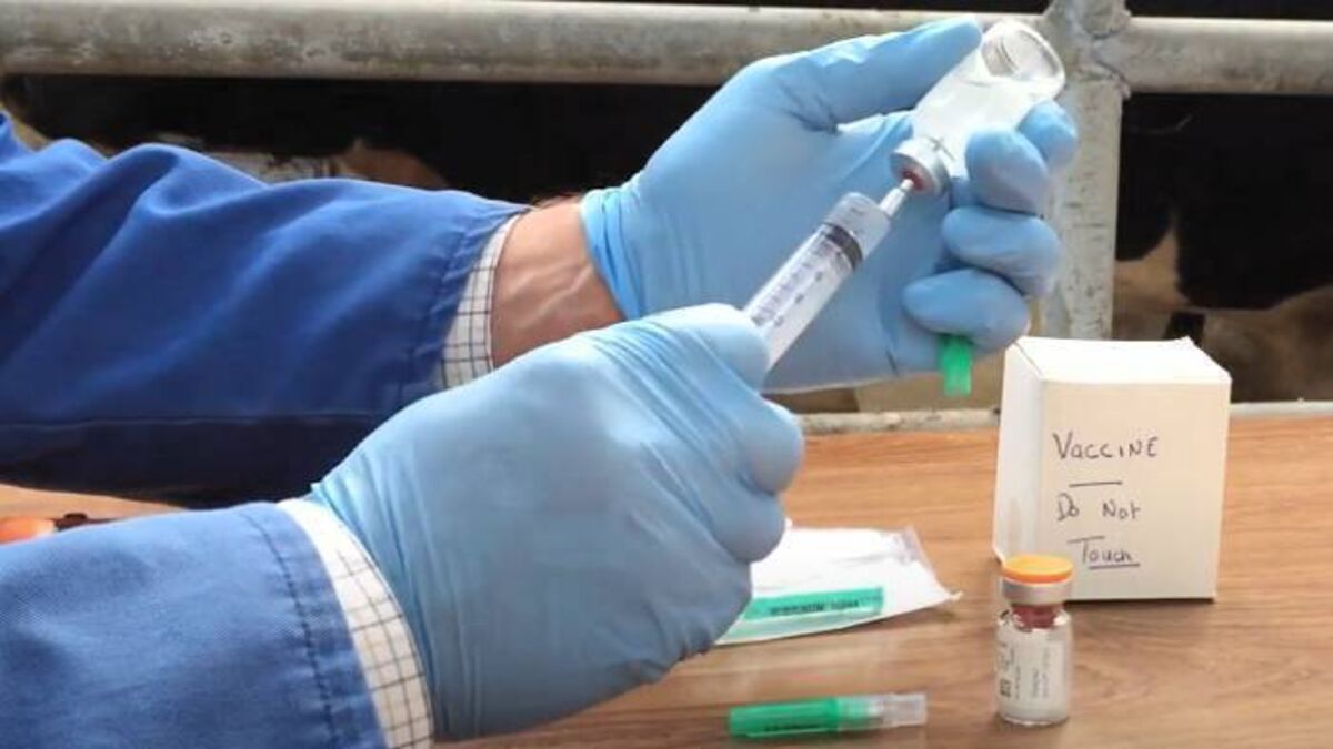 Vaccination of Dairy and Suckler Calves reduces stress on farms