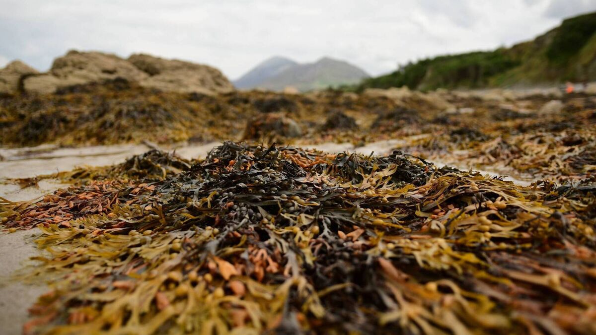 Council clarifies beach ownership question in Mayo