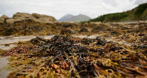 Council clarifies beach ownership question in Mayo