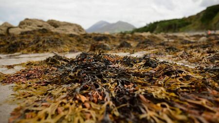 Council clarifies beach ownership question in Mayo