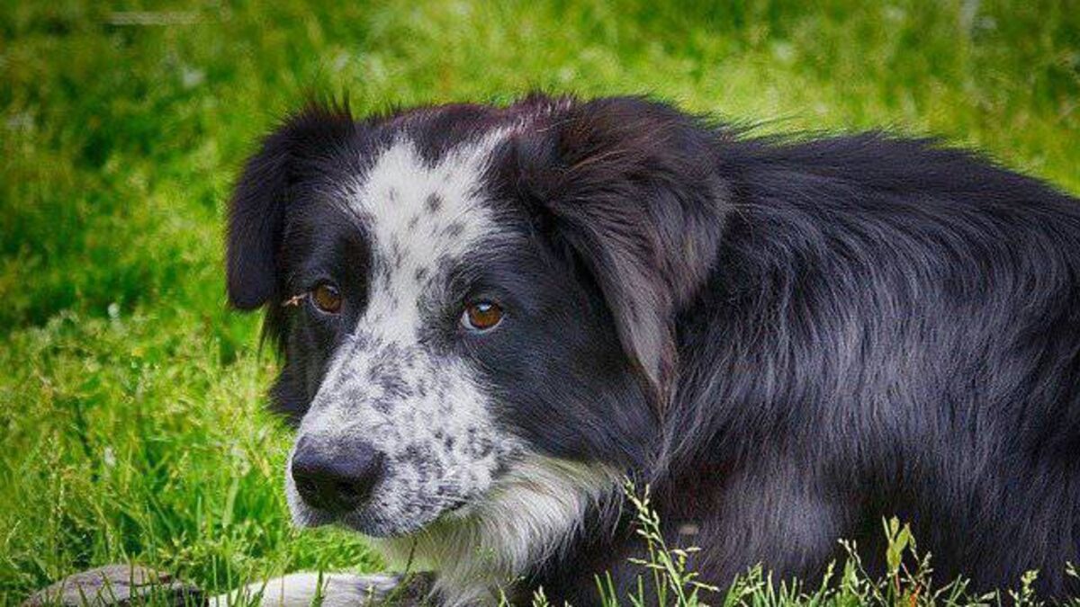 Call for animal welfare officer in Mayo
