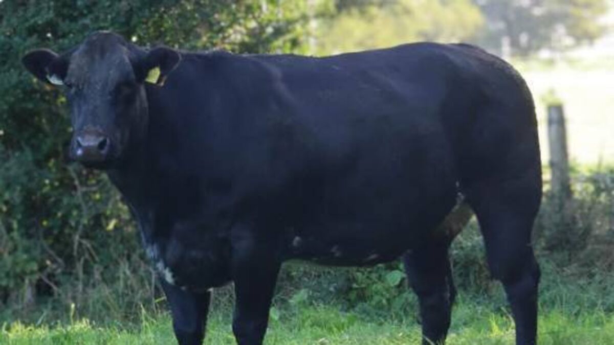 Charity auction at Mayo-Sligo Mart to raise funds for Cancer Care West
