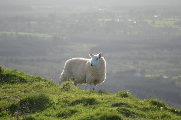 A sheep on Knocknashee, the mountain-top that enjoys spectacular views of Sligo and Connacht. 	Picture: Pat McCarrick
