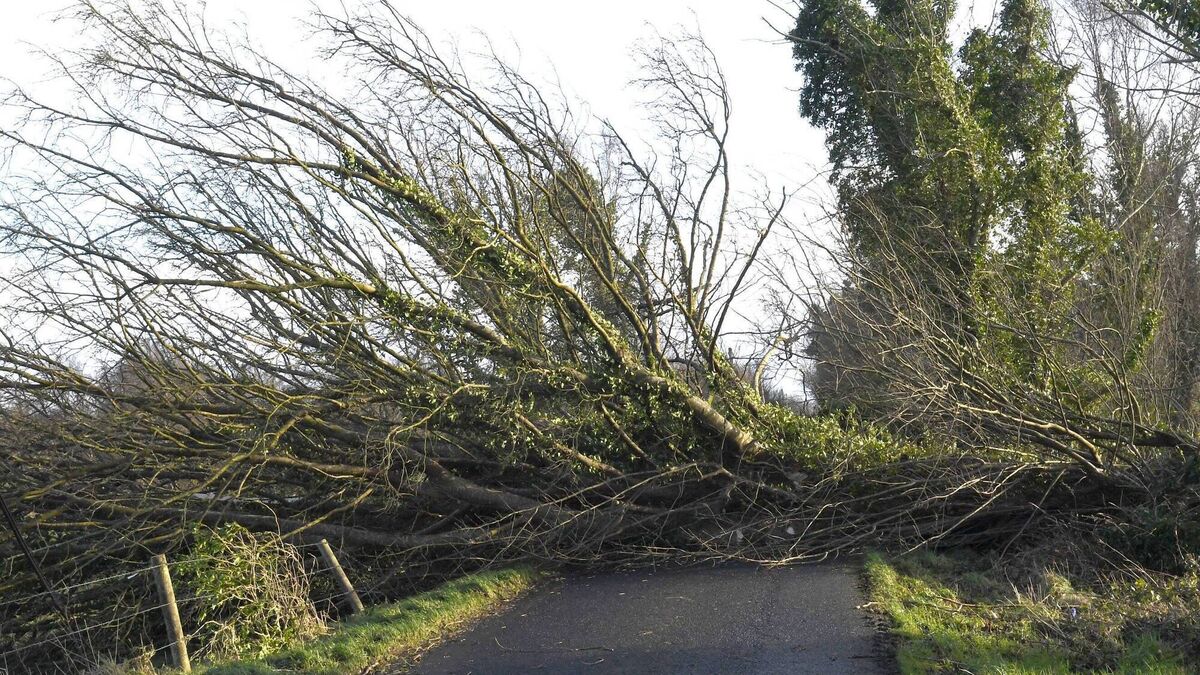 Landowners told they need to tackle dangerous trees