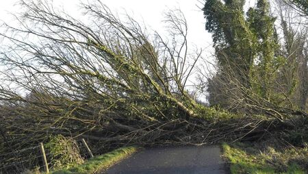 Landowners told they need to tackle dangerous trees Landowners told they need to tackle dangerous trees