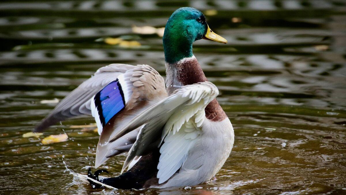 Mallard - the original of the species